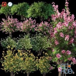 3D model Set flowering shrubs