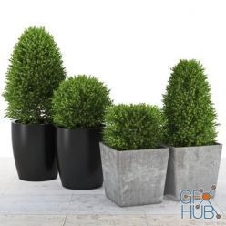 3D model Collection of boxwoods plants