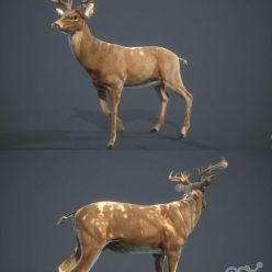 3D model White-tailed Deer PBR