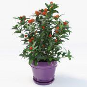 3D model Solanum pseudocapsicum