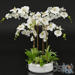 3D model Orchid 13