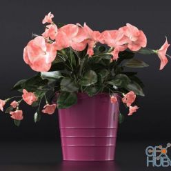 3D model Hibiscus (max, obj)