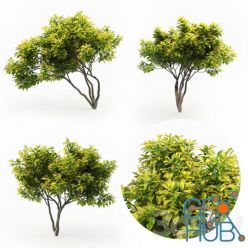 3D model Magnolia (4m) 3 Tree Set