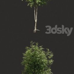 3D model Summer tree 2