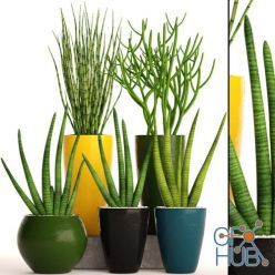 3D model Plants in pots with sansevieria