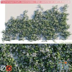 3D model Trachelospermum Jasminoides Star Jasmine on wall