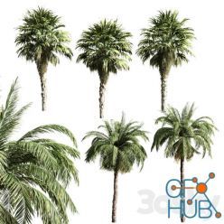 3D model Set of palms