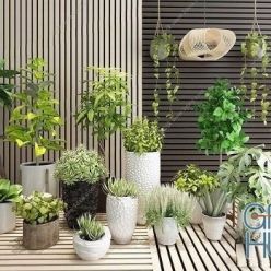 3D model Plant Potted - Plants Green - Plant Combination