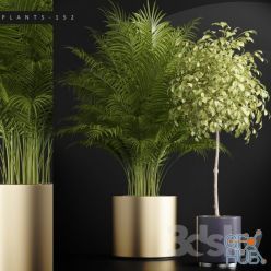 3D model PLANTS 152