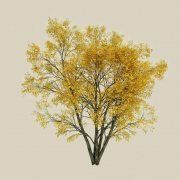 3D model Yellow autumn tree