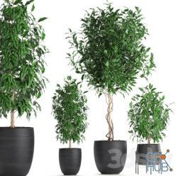 3D model Tropical plants collection 553 (Ficus Benjamin)