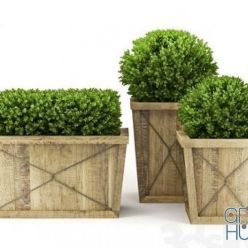 3D model Plants in wooden tubs