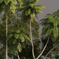 3D model CGTrader – Tree Pack 01 3D models