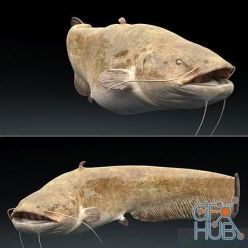 3D model Catfish Rigged
