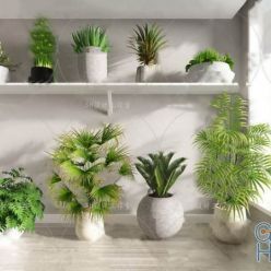 3D model Plant Compilation 45