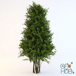 3D model Bush Cone (Vray)