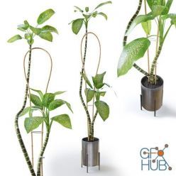 3D model Dieffenbachia plant
