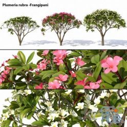 3D model Plumeria rubra Frangipani Tree