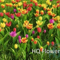 3D model vrayc4d – HD Flowers vol.2 for Cinema 4D