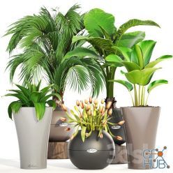 3D model Collection of plants in a Lechuza pots