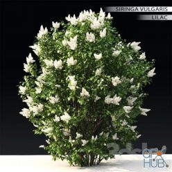 3D model Lilac flowering (3ds max 2013, Vray, Corona, fbx)