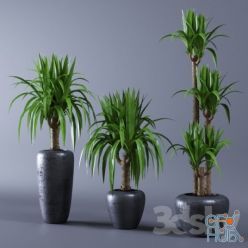 3D model Yucca