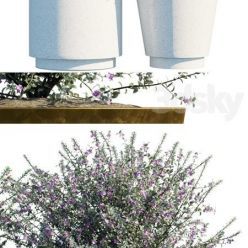 3D model Plant in pots 20 Leucophyllum frutescens