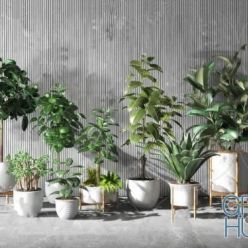 3D model Plant Compilation 18