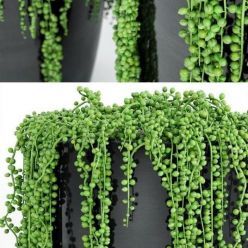 3D model String Of Pearls Plant 4