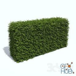 3D model Simple hedge