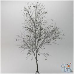 3D model Tree betula winter