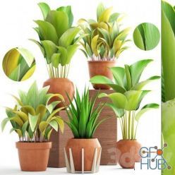 3D model Collection of plants 172. Clay pots (max 2011, obj)