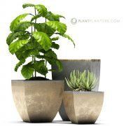 3D model Aloe and flower pots