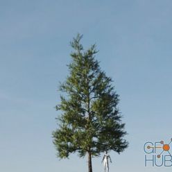 3D model Gumroad – Vertex Trees – Scots Pine – 01 (MAX, C4D, Houdini, FBX)