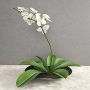 3D model White orchid
