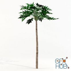3D model Papaya tree