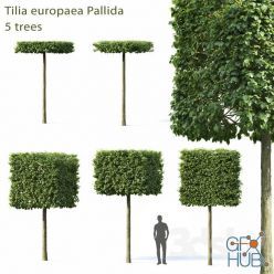 3D model Lime-tree European Pallida # 1