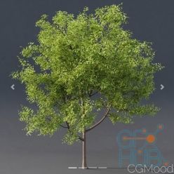 3D model CGMood Fstorm Materials Collection