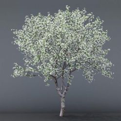 3D model Cherry blossoming # 1
