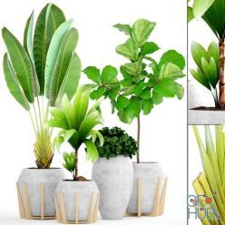 3D model Collection of plants 147.Tropical plant