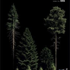 3D model Pine Trees Models Vol 01