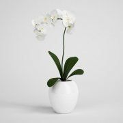 3D model White orchid in a pot