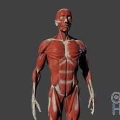 3D model Male Body PBR
