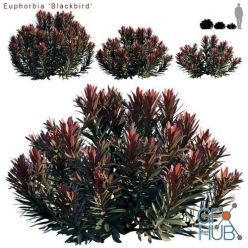3D model Euphorbia Blackbird Cushion spurge (max, fbx)