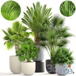 3D model Collection of plants 185 (max 2012)