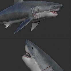 3D model The Great White Shark