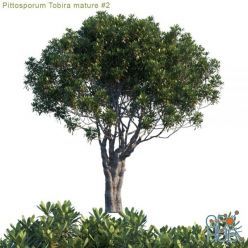 3D model Pittosporum tobira mature 2 (max, fbx)