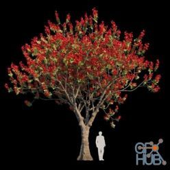 3D model Delonix Regia Flamboyant Tree