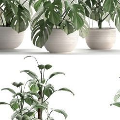 3D model Exotic plant collection with Monstera