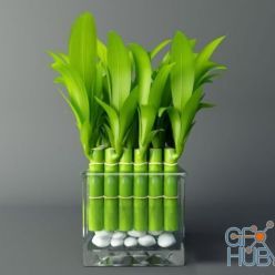 3D model «Lucky Bamboo»
